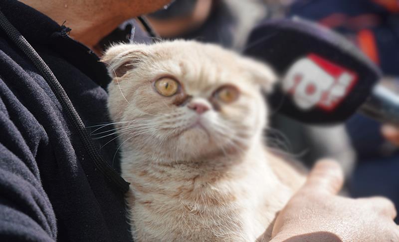 YIKIMI DURDURULAN DİYAR GALERİA SİTESİNDEN 13 KEDİ ÇIKARILDI