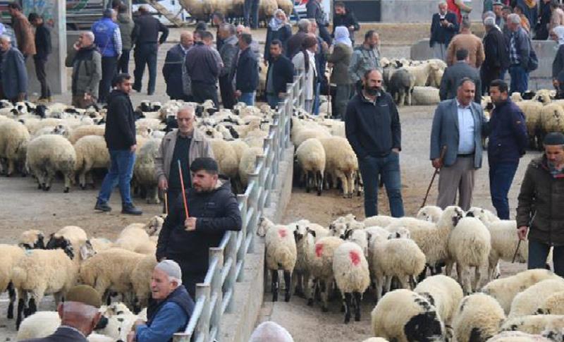 DİYARBAKIR CANLI HAYVAN BORSASI YENİDEN AÇILDI