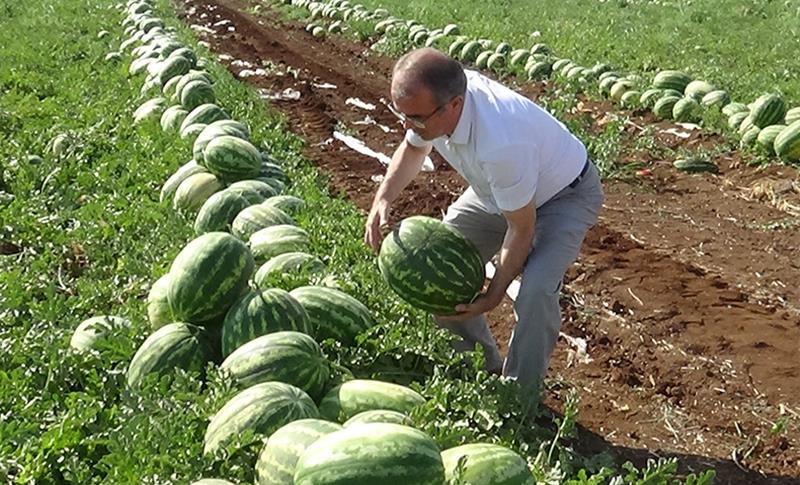 ‘EYYAM-I BAHUR’ SICAKLARI DİYARBAKIR KARPUZU’NU DA VURDU!