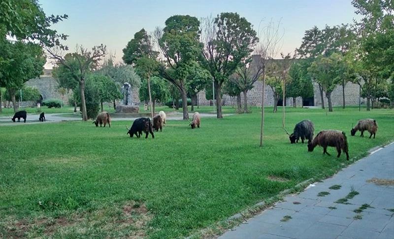 REWŞA PARKÊN AMEDÊ MERAYA GUND Û ÇOLÊ TÎNE BALA MIROV!