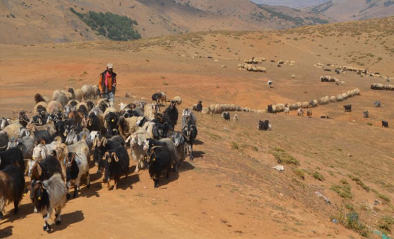 KOÇERLER DÖNÜŞ İÇİN HAZIRLIKLARA BAŞLADI