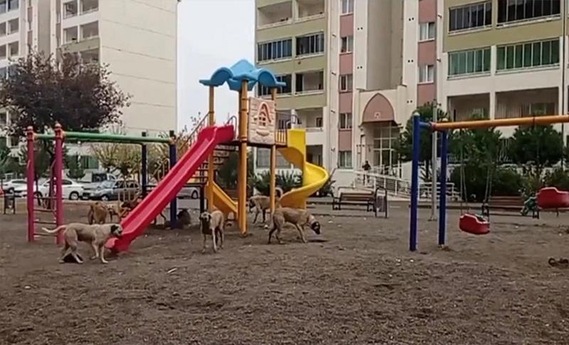 SOKAK KÖPEKLERİ HER YERDE, VATANDAŞ ZARARSIZ ÖNLEM İSTİYOR