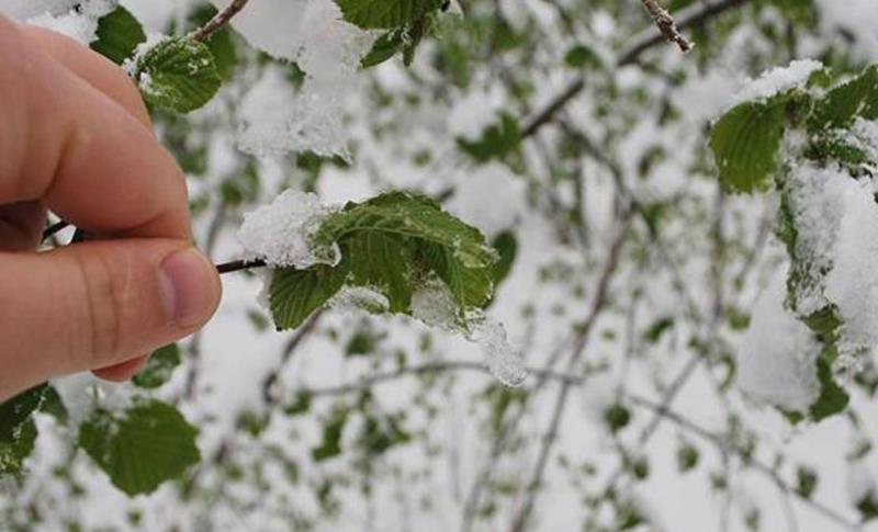 METEOROLOJİDEN GÜNEYDOĞU İLLERİ İÇİN ZİRAİ DON UYARISI