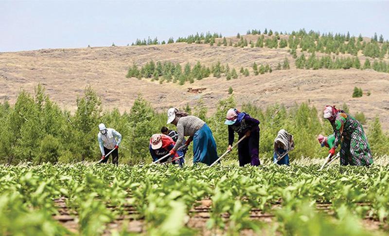 TEPAV: TÜRKİYE’DE ÇİFTÇİ SAYISI 500 BİNİN ALTINA DÜŞTÜ