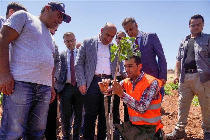 DİYARBAKIR'DA 100 BİN AĞAÇLIK FISTIK AŞILAMA KAMPANYASI BAŞLATILDI