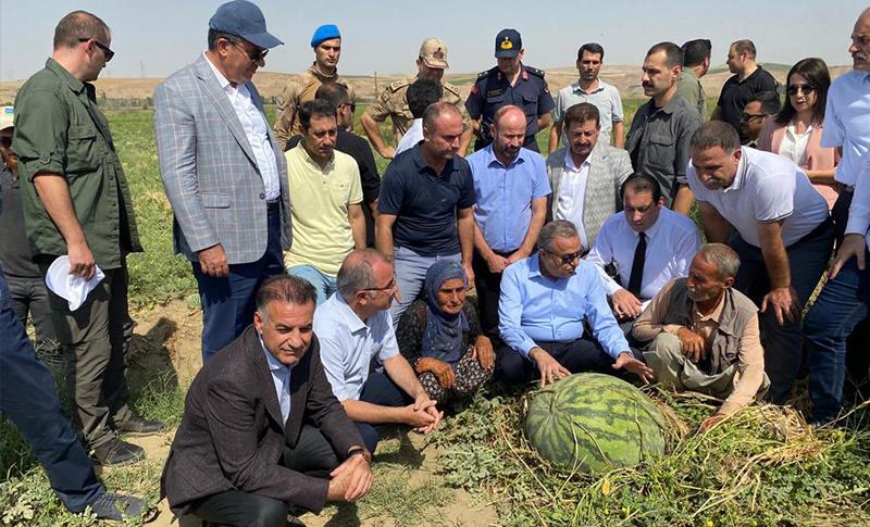 DİYARBAKIR KARPUZU’NUN HASADINA BAŞLANDI